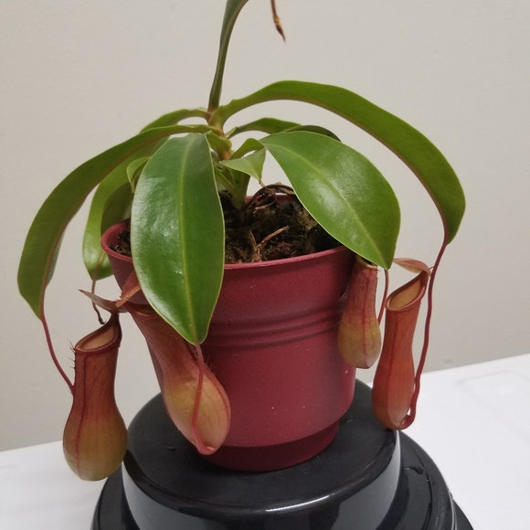 Meet your Posher, Beth - Picture 3 of 3